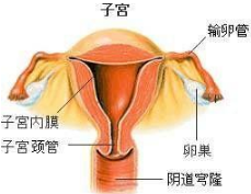 絕經(jīng)